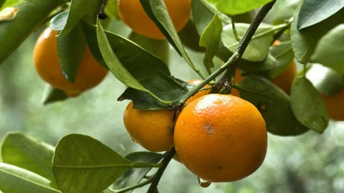 Darjeeling mandarin oranges earn GI tag; explore these three offbeat orchard villages this winter