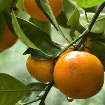 Darjeeling mandarin oranges earn GI tag; explore these three offbeat orchard villages this winter
