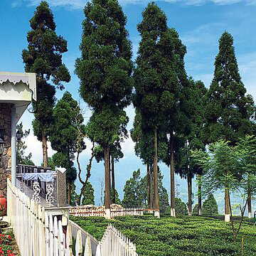 Dreaming of a tea garden stay? These 3 estates offer rooms under ₹5,000