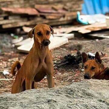 500 stray dogs killed in Telangana in a week, police link deaths to poll promises