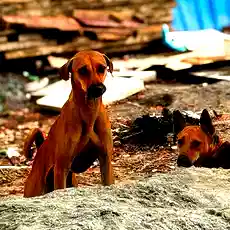 500 stray dogs killed in Telangana in a week, police link deaths to poll promises