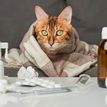 Winter allergies hit pets too: Here’s how to keep them safe this season