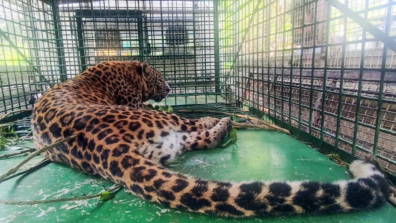 Leopard caught in J&K’s Doda region; hunt continues for second big cat