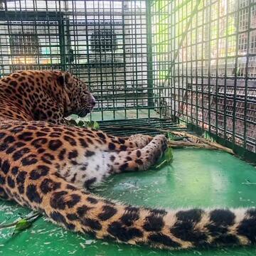 Leopard caught in J&K’s Doda region; hunt continues for second big cat