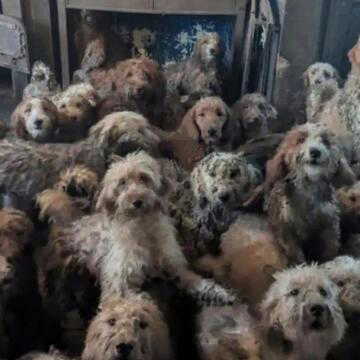 250 dogs in one house? Viral image sparks shock as truth emerges
