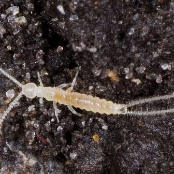 ZSI discovers new Diplura species ‘Lepidocampa sikkimensis’ in Bengal's Kurseong after 50-year gap