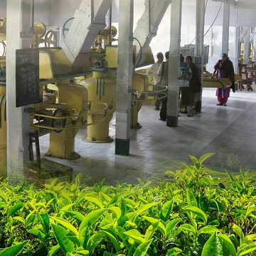 Iran-Israel tensions threaten India’s tea exports; Assam, Darjeeling traders fear losses