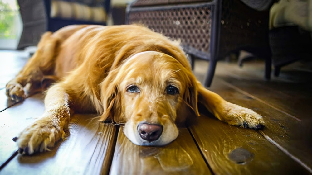 Is your pet growing old? Here are essential tips for proper care and wellness