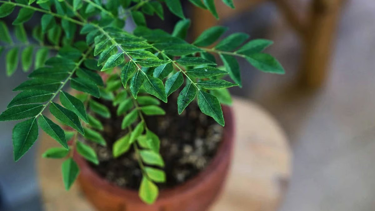 Why nutritionists recommend eating curry leaves every day