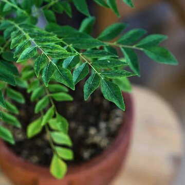 Why nutritionists recommend eating curry leaves every day