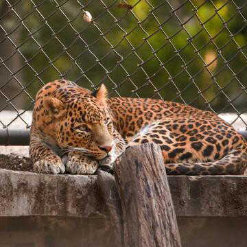 149 leopards dead in 14 months—what's happening in Madhya Pradesh?