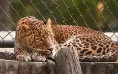 149 leopards dead in 14 months—what's happening in Madhya Pradesh?