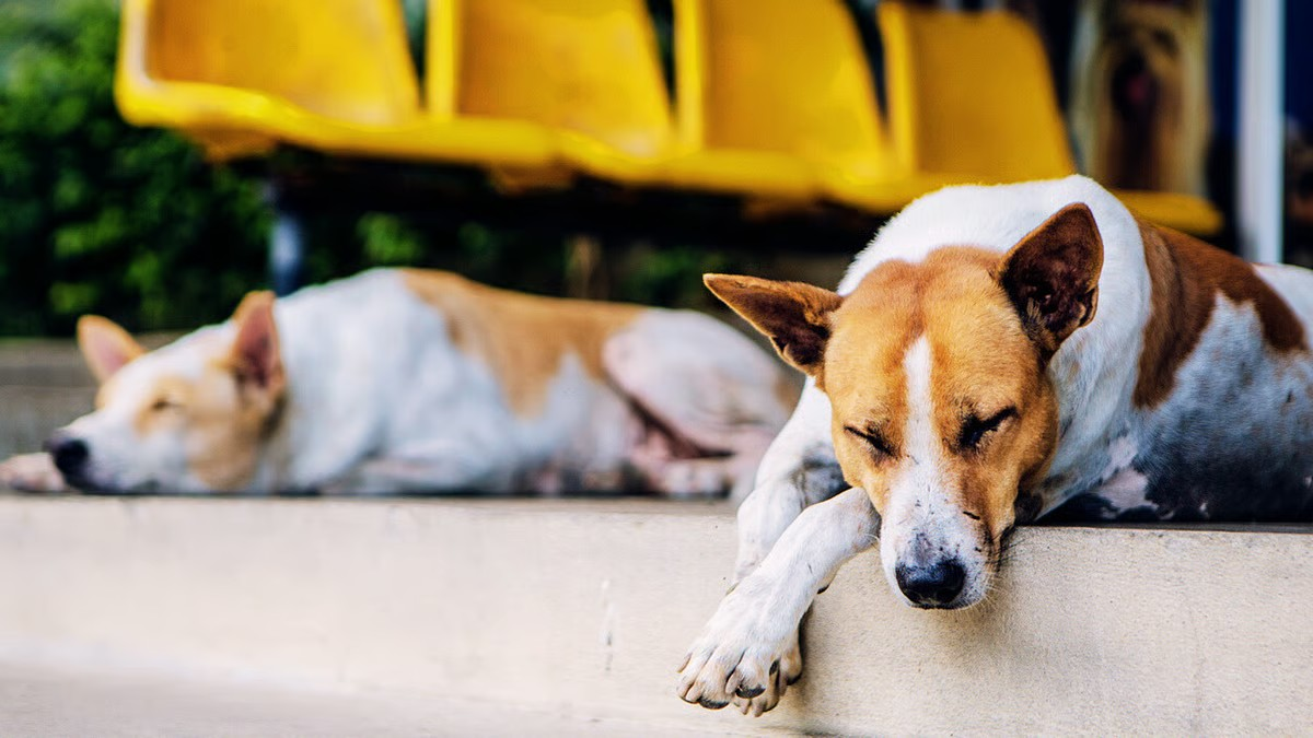 ‘Where will they go?’: Animal lovers raise concern over Supreme Court’s stray dog directive