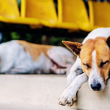 ‘Where will they go?’: Animal lovers raise concern over Supreme Court’s stray dog directive