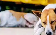 MCD’s stray animal plans hit roadblocks amid coordination gaps