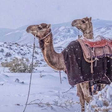 Saudi Arabia witnesses rare weather event as the desert sand gets covered in snow. Does it mean...