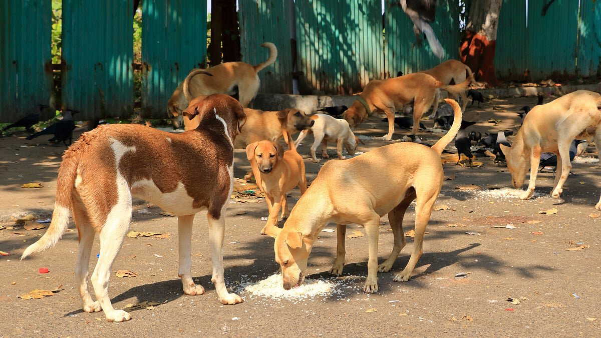 Over 300 stray dogs allegedly killed with poison injections in Telangana, panchayat heads booked
