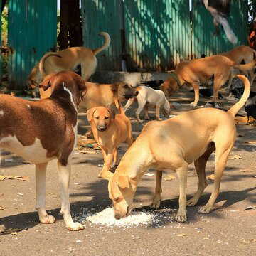 Over 300 stray dogs allegedly killed with poison injections in Telangana, panchayat heads booked