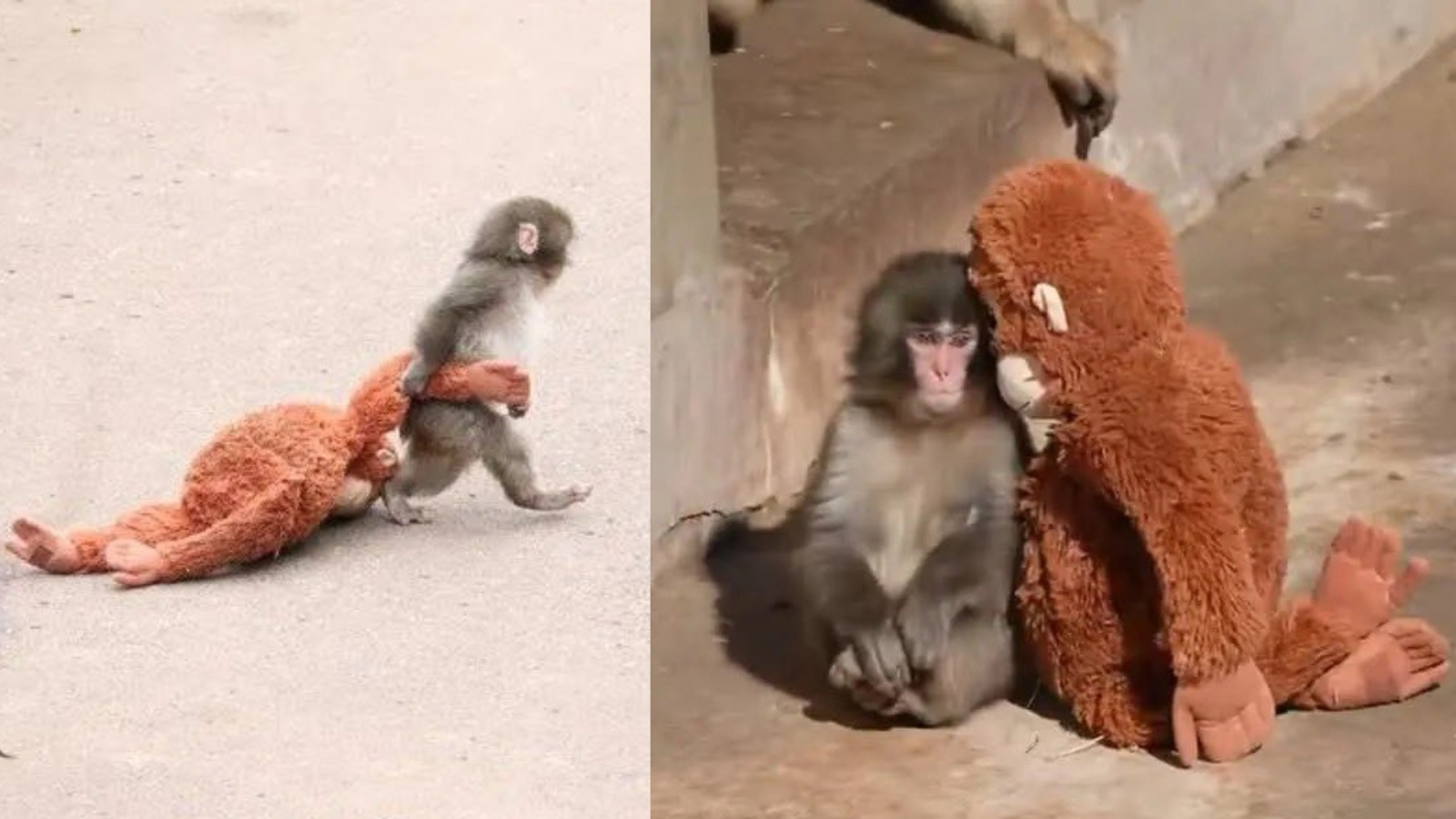 Who is Punch-kun? Japan's adorable baby macaque winning hearts worldwide