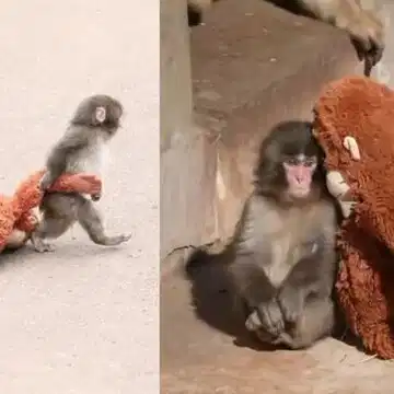 Who is Punch-kun? Japan's adorable baby macaque winning hearts worldwide