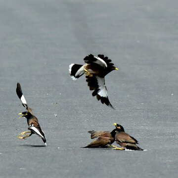 Scorching Delhi heat leaves birds falling, street animals fighting survival