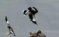 Scorching Delhi heat leaves birds falling, street animals fighting survival