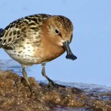From Russia to Bengal: A tiny tag revealed this bird's incredible 8,000 km journey