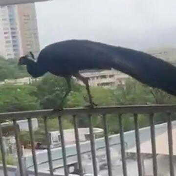 Monsoon magic in Mumbai: Peacocks leave commuters stunned on Pedder road | WATCH