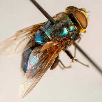 USDA flags possible New World screwworm case in South Texas sample