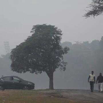 With 427,000 trees and falling, Kolkata's ‘deep root’ plan aims to reverse city’s soaring air pollution