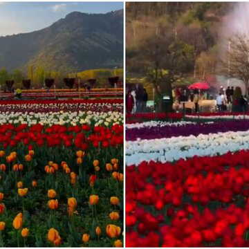 Kashmir’s tulip garden sees record tourist surge this spring — here’s what we know
