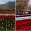 Kashmir’s tulip garden sees record tourist surge this spring — here’s what we know