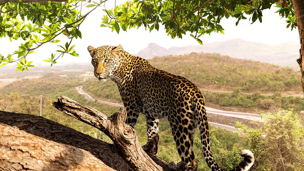 Six leopards now call Jangalmahal their ‘home,’ spotting one in Bankura or Purulia, no longer rare!