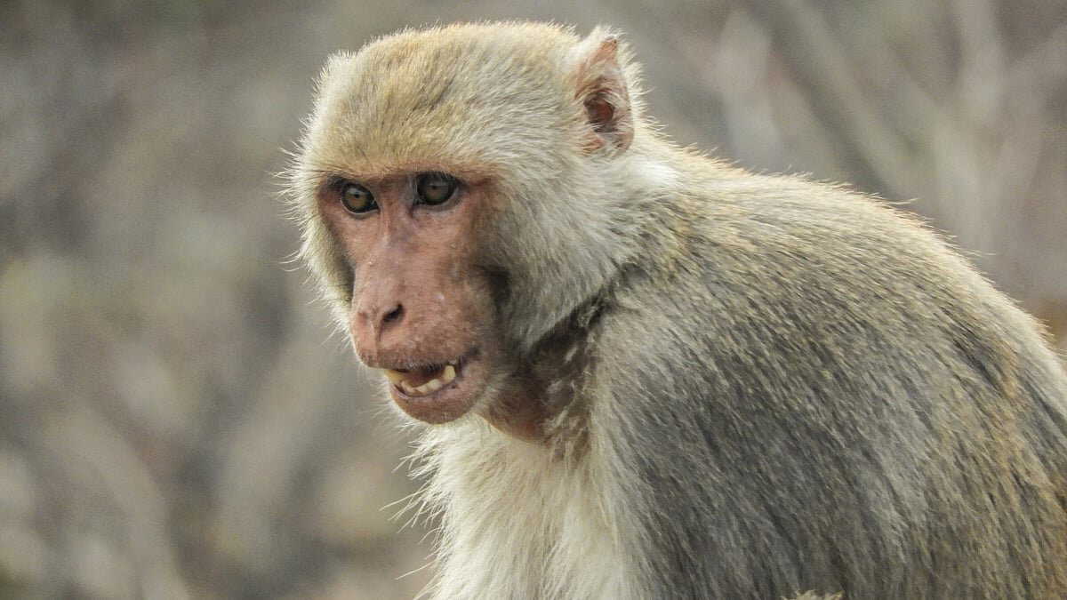 Fear inside Chandrakona Rural Hospital as langurs damage vehicles and alarm patients