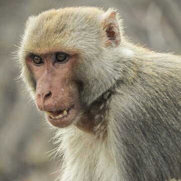 Fear inside Chandrakona Rural Hospital as langurs damage vehicles and alarm patients