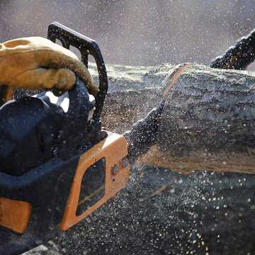 Madhya Pradesh road widening plan triggers debate as nearly 8,000 trees face axe