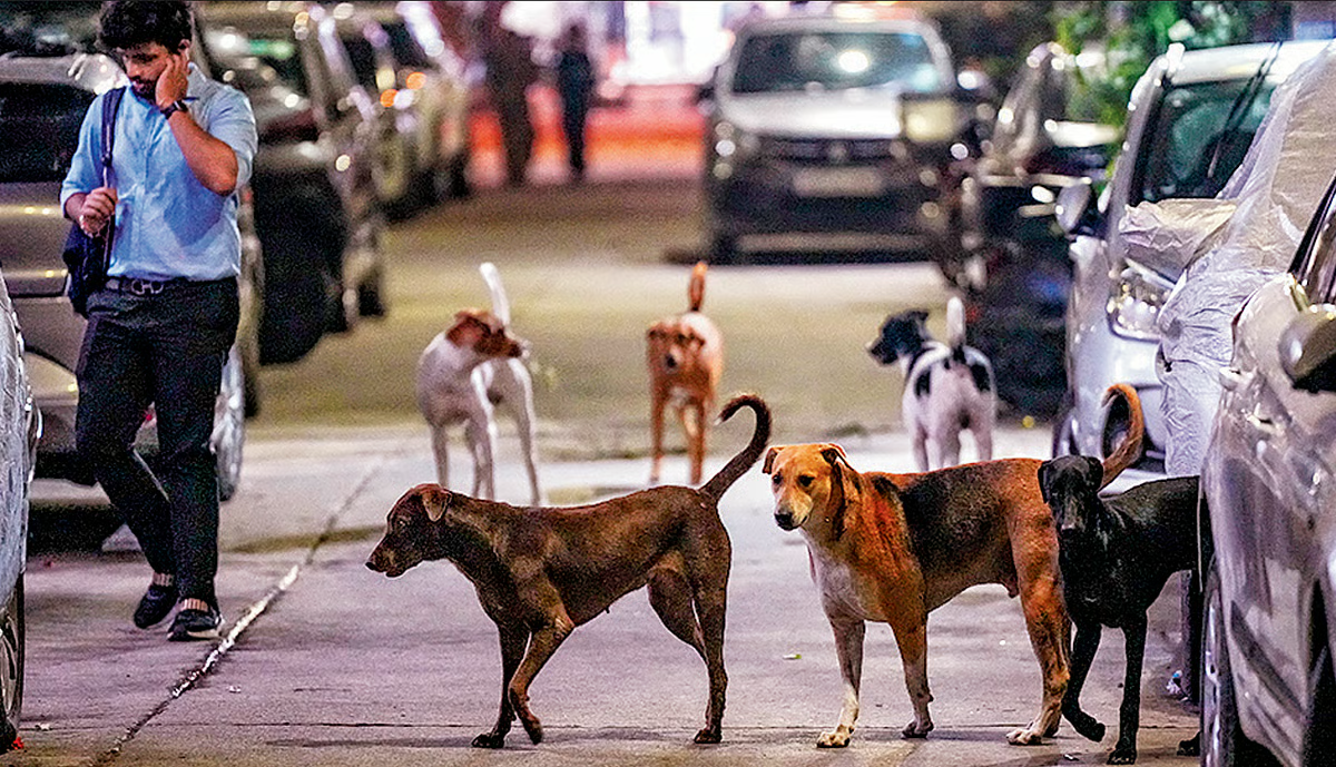 What is the current situation of license registration keeping pet dogs at home? Here’s the harsh truth about the ongoing scenario