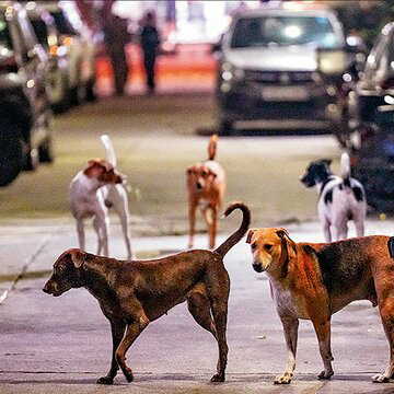 What is the current situation of license registration keeping pet dogs at home? Here’s the harsh truth about the ongoing scenario