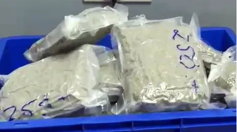 What is hydroponic weed? Customs officers in Mumbai seize Rs. 12.97 crores worth of illegal goods, 9 passengers arrested