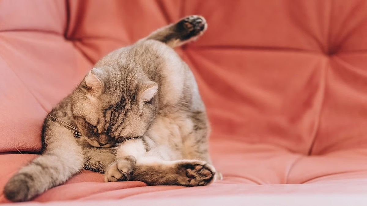 Deworming pets: Why it’s essential and what happens if you don’t