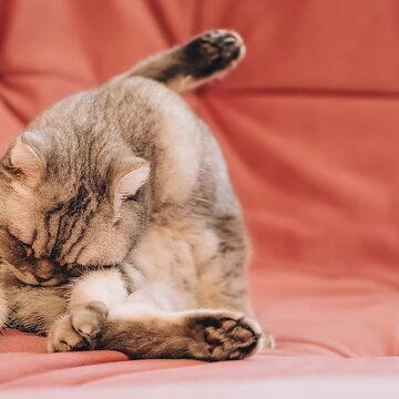 Deworming pets: Why it’s essential and what happens if you don’t