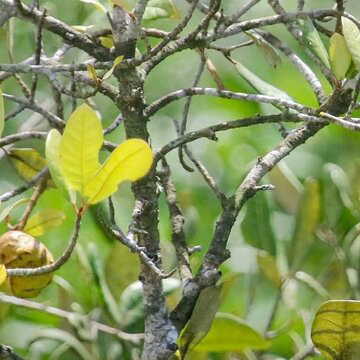 Why Sundari trees are facing existential crisis in the Sundarbans? Global study reveals alarming findings
