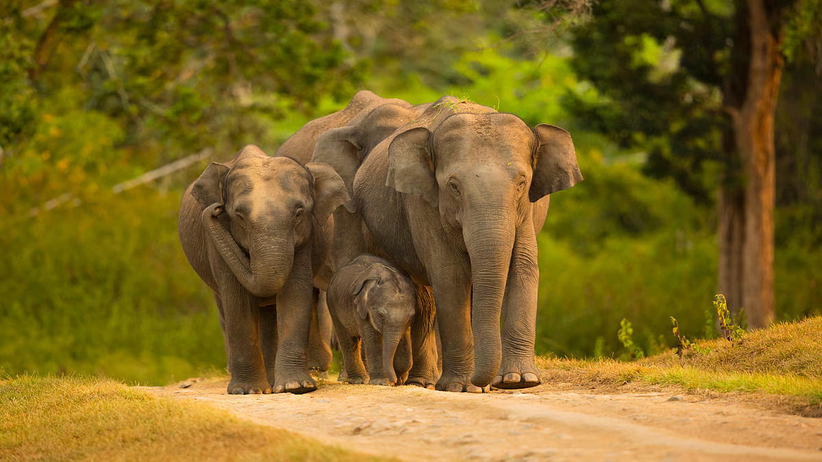 Forest department to honour 10 kumki elephants for disaster relief efforts