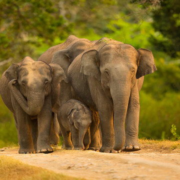 Forest department to honour 10 kumki elephants for disaster relief efforts