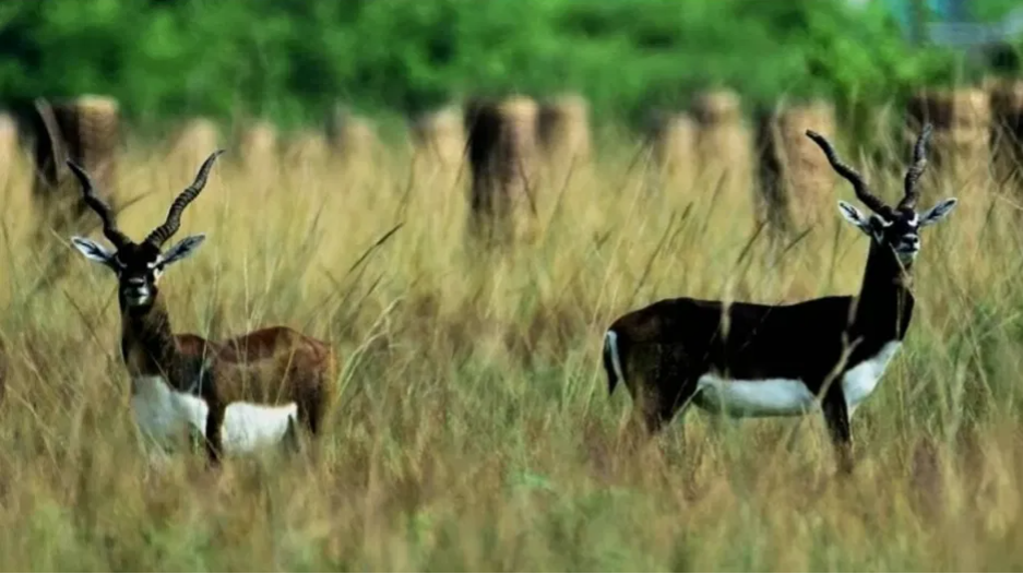 Tired of crowds? This quiet Odisha village lets you walk with blackbucks