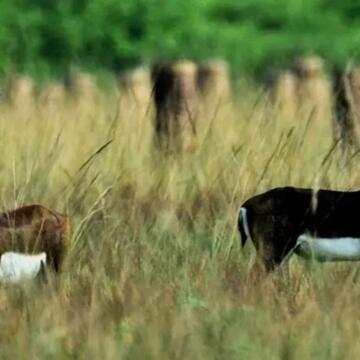 Tired of crowds? This quiet Odisha village lets you walk with blackbucks
