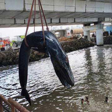 Mumbai rescue fails as stranded humpback whale calf dies on Bandra shoreline