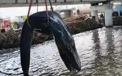 Mumbai rescue fails as stranded humpback whale calf dies on Bandra shoreline
