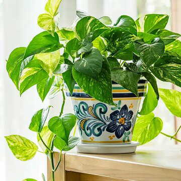 Money plant vastu: Is stealing one lucky or a big mistake? Here’s what you should know