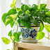 Money plant vastu: Is stealing one lucky or a big mistake? Here’s what you should know